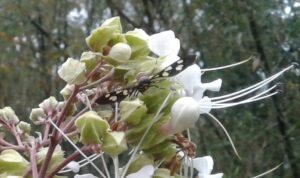 ভাঁটফুল